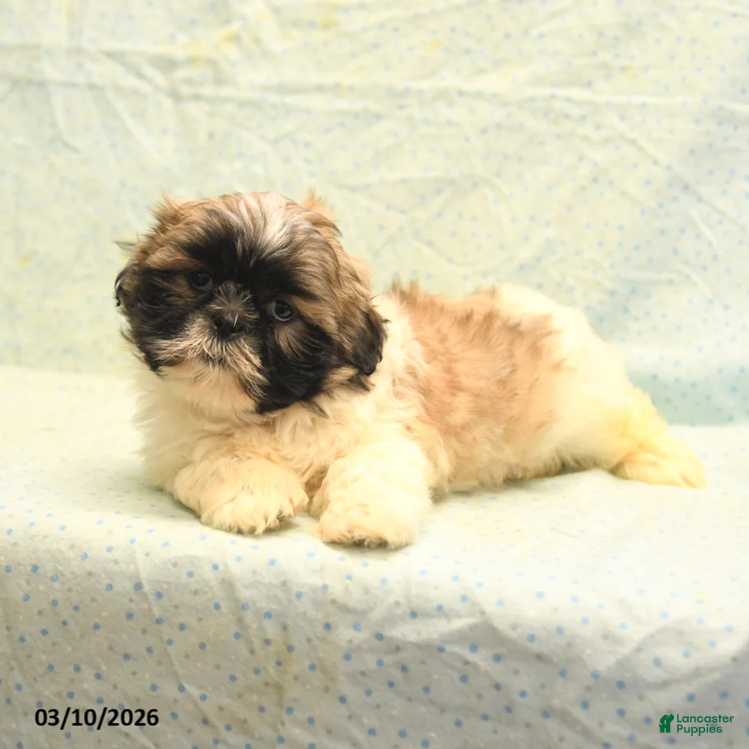 Shih Tzu dogs for sale: Rex - Ad 5