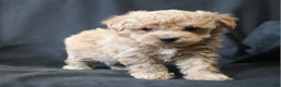 Bichpoo dogs for sale: Bandit. - Ad 3