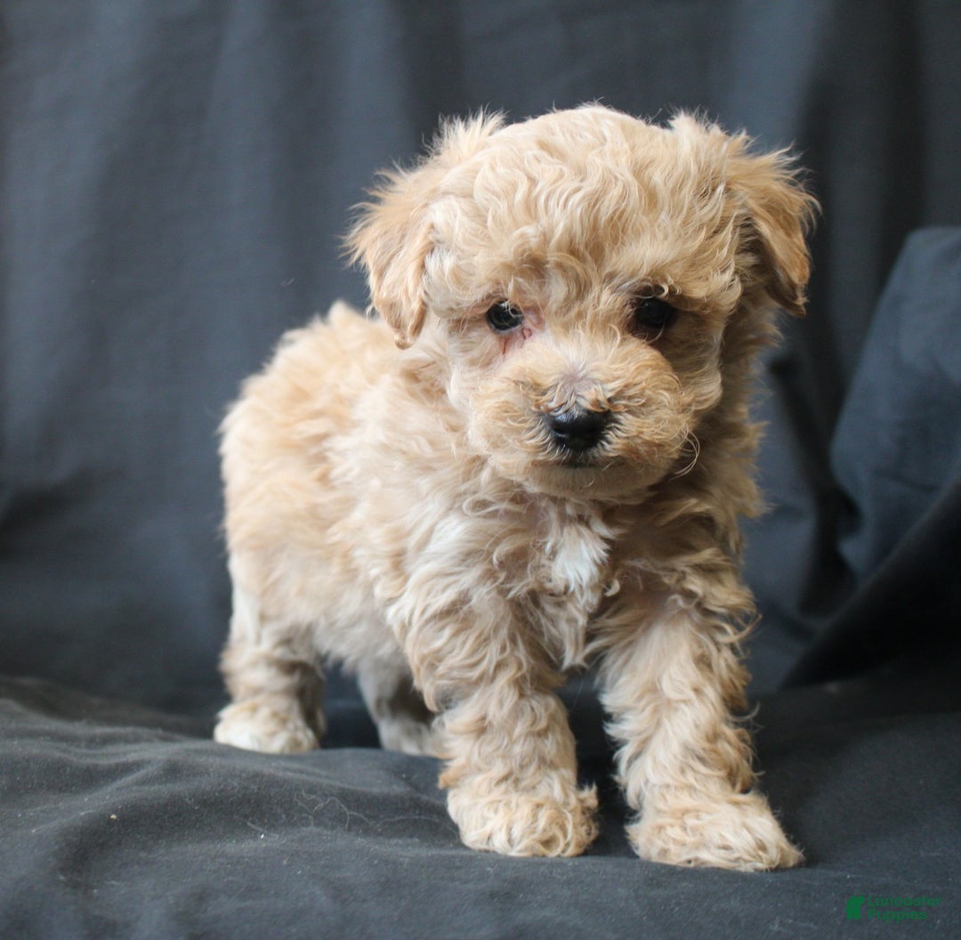 Bichpoo dogs for sale: Bandit. - Ad 3