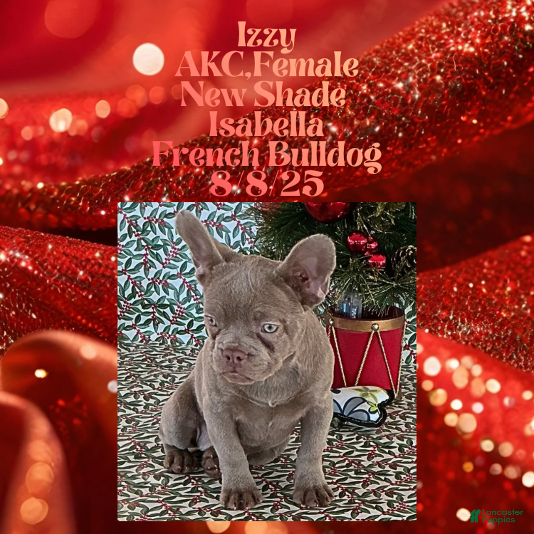French Bulldog dogs for sale: 🐾 “Izzy the Velvet Queen: Blue-Eyed Beauty with Boss Energy & Breeding Potential” - Ad 3