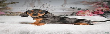 AKC-Gina