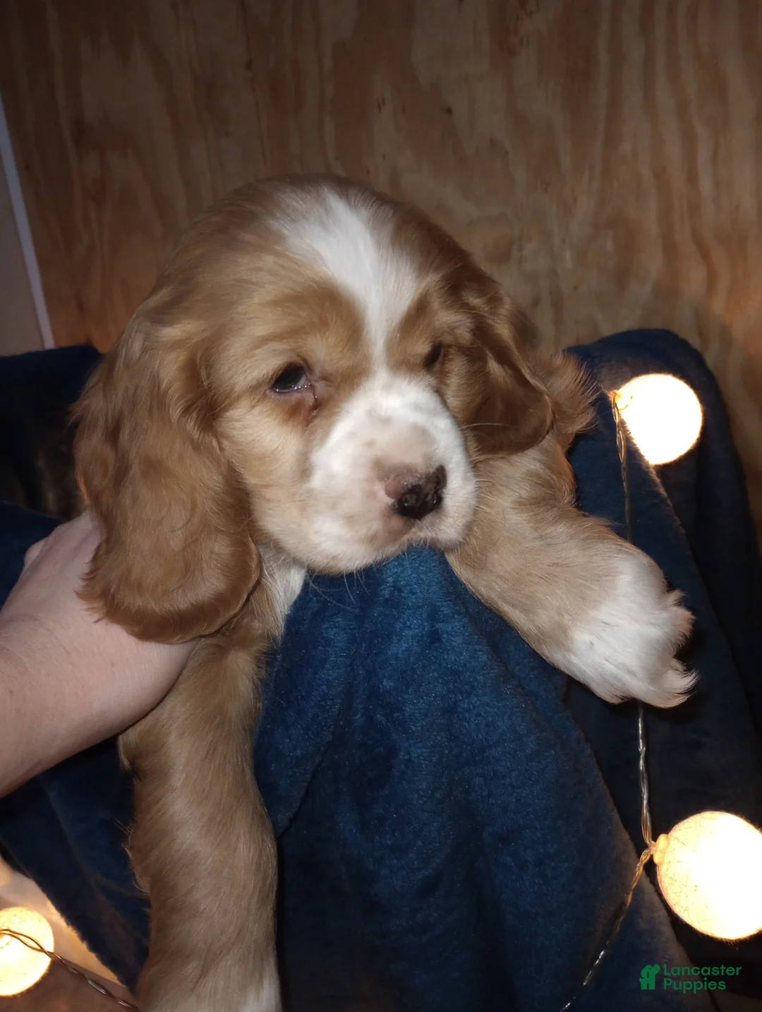 Cocker Spaniel dogs for sale: King - Ad 4