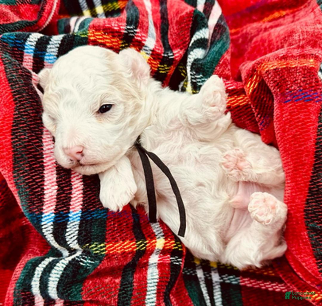 Miniature Poodle dogs for sale: Paul McCartney - Ad 4