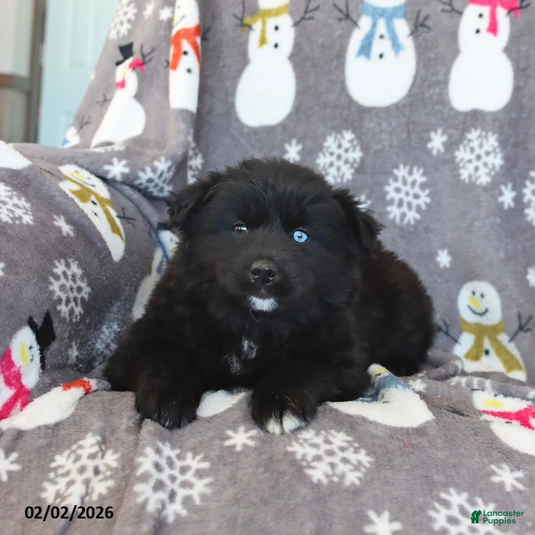 Pomsky dogs for sale: Bear  - Ad 2