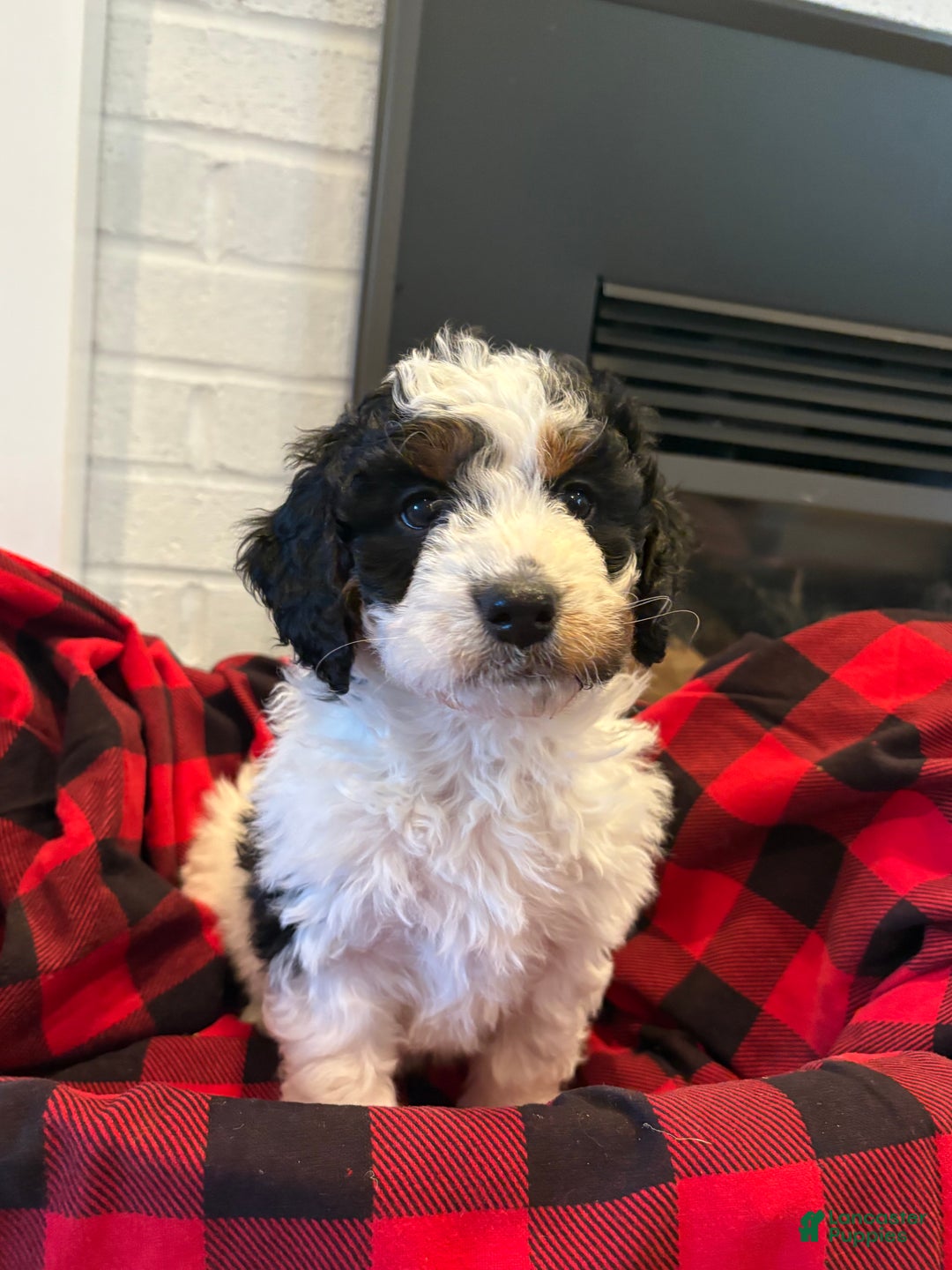 Mini Bernedoodle dogs for sale: Ivy - Ad 2