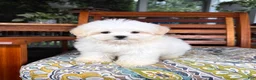 Malshi dogs for sale: Peanut - Ad 5