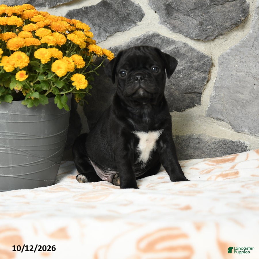 Pug dogs Biscuit - Ad 2