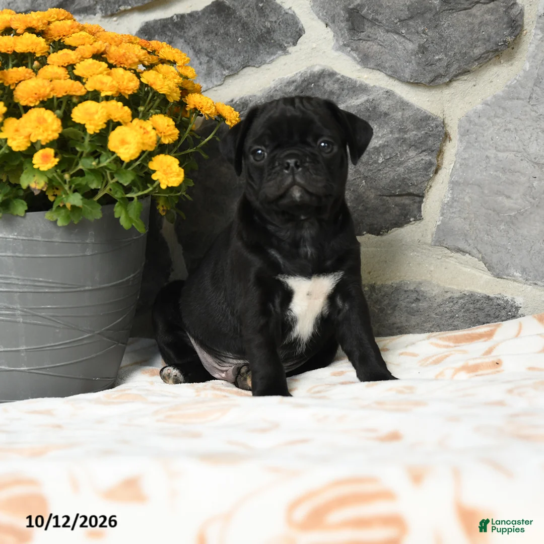 Pug dogs for sale: Biscuit - Ad 2