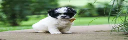 Shihpoo dogs for sale: Bentley - Ad 5