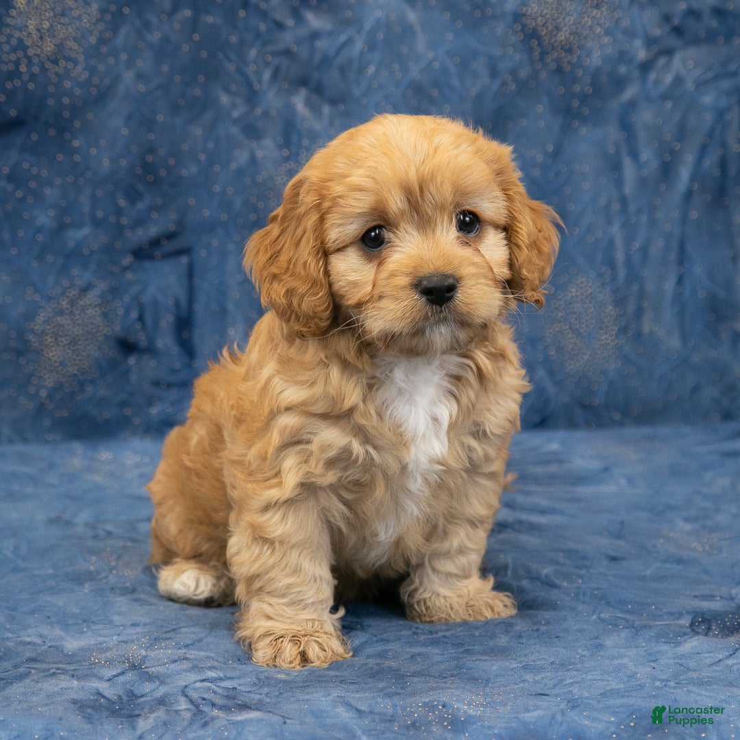 Cavapoo dogs for sale: Harley - Ad 4