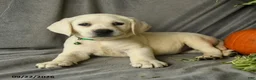 Labrador Retriever dogs for sale: Darla - Ad 4