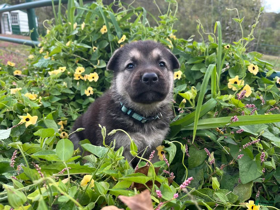 German Shepherd dogs for sale: Agate  - Ad 2