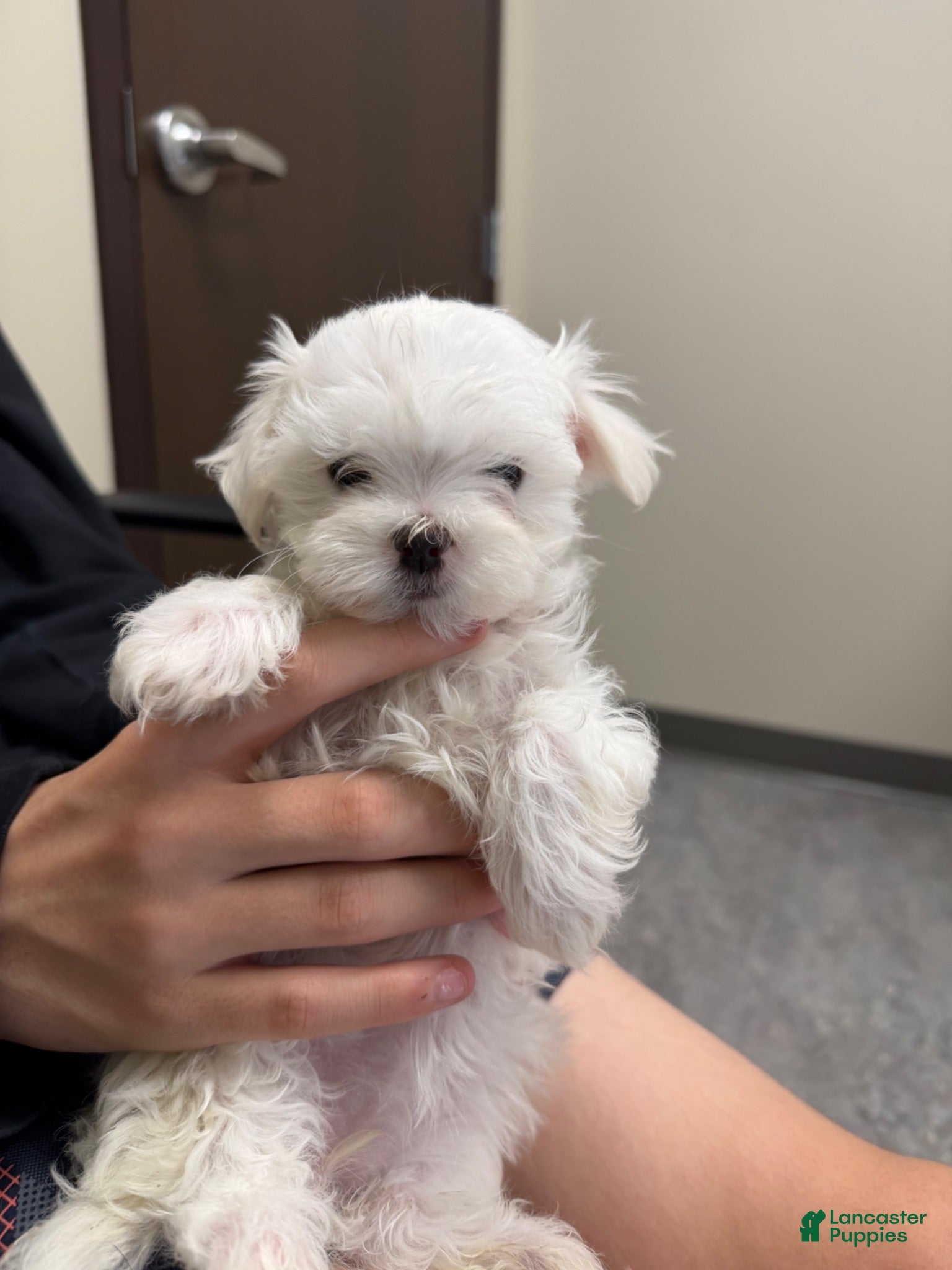 Maltese dogs Marley - Ad 40