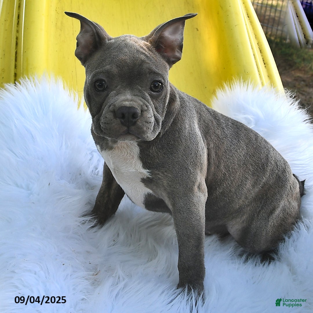 Blue Merle French Mini Frenchton Puppies For Sale 5+ Hundred Blue