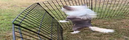 Chinese Crested dogs for sale: Chinese Crested 1 - Ad 3