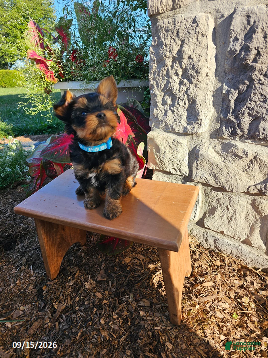 Yorkiepoo dogs for sale: Mischeif - Ad 3
