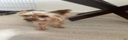 Morkie dogs for sale: YorkiePuppy 1 - Ad 8