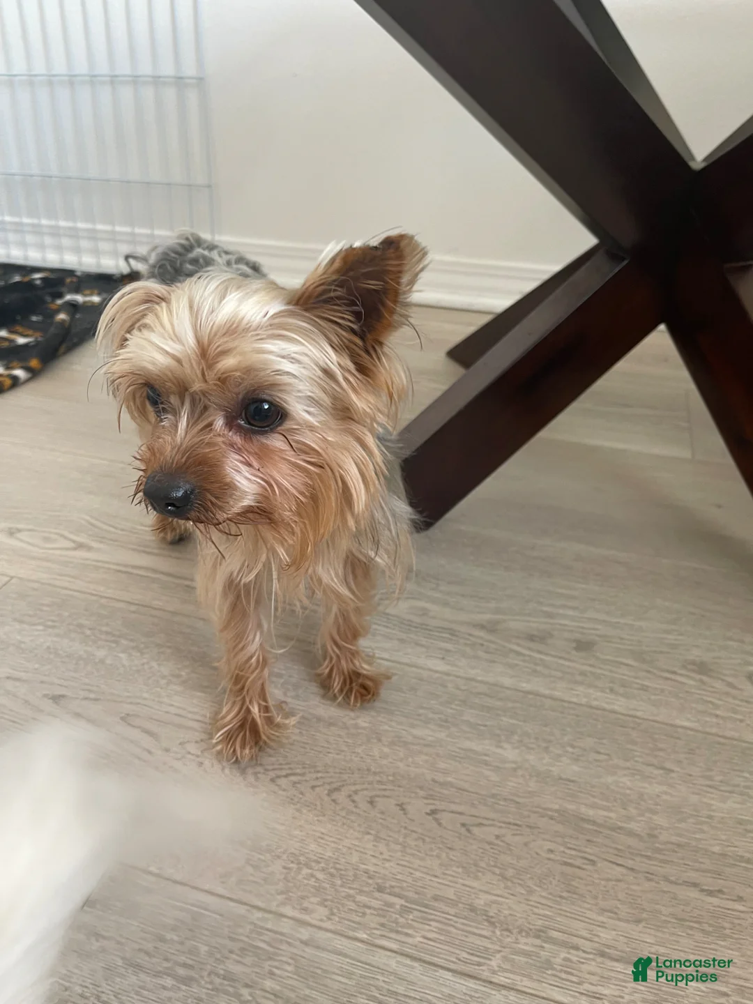 Morkie dogs for sale: YorkiePuppy 1 - Ad 8