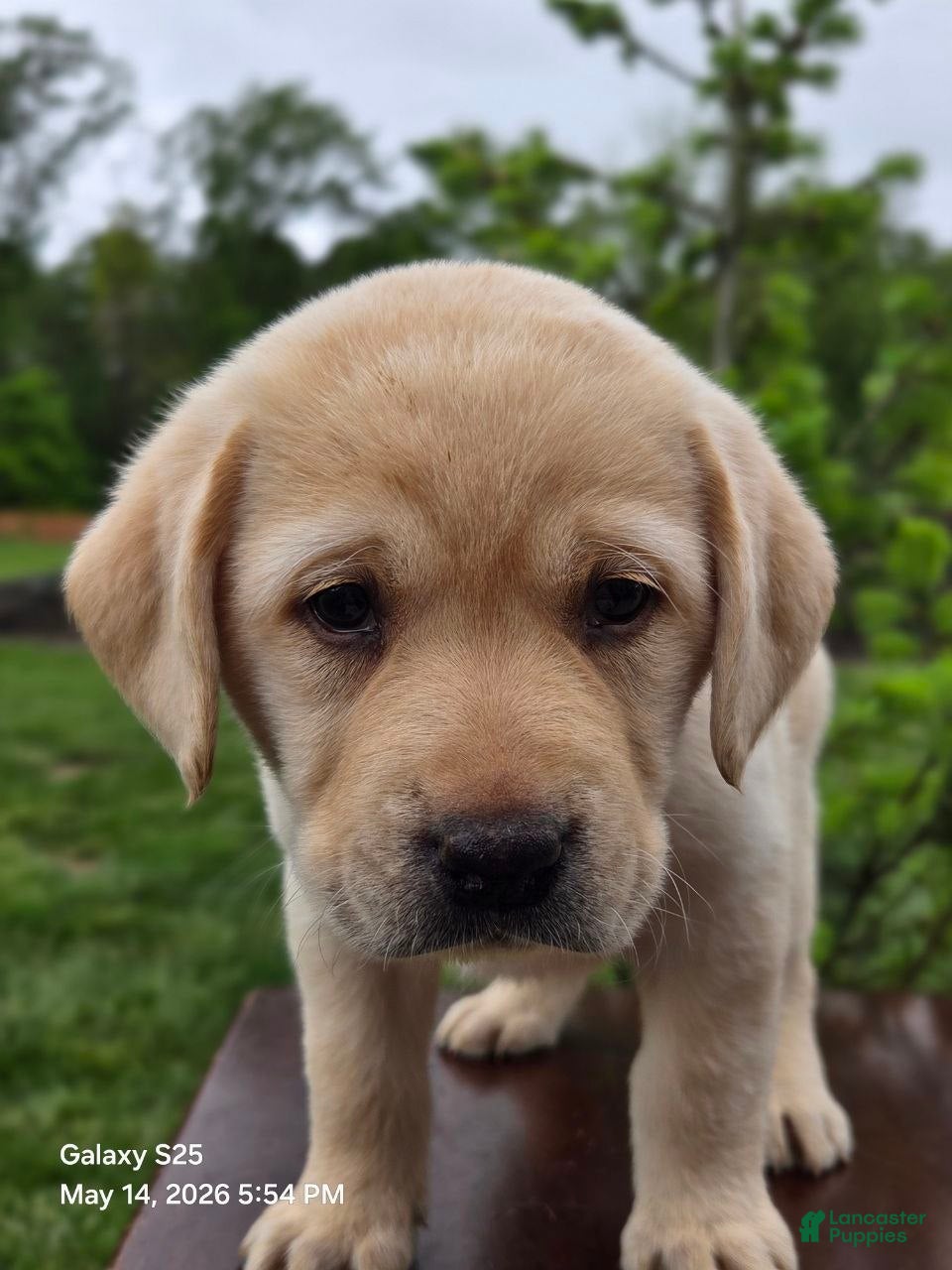 Labrador Retriever dogs Angel - Ad 1