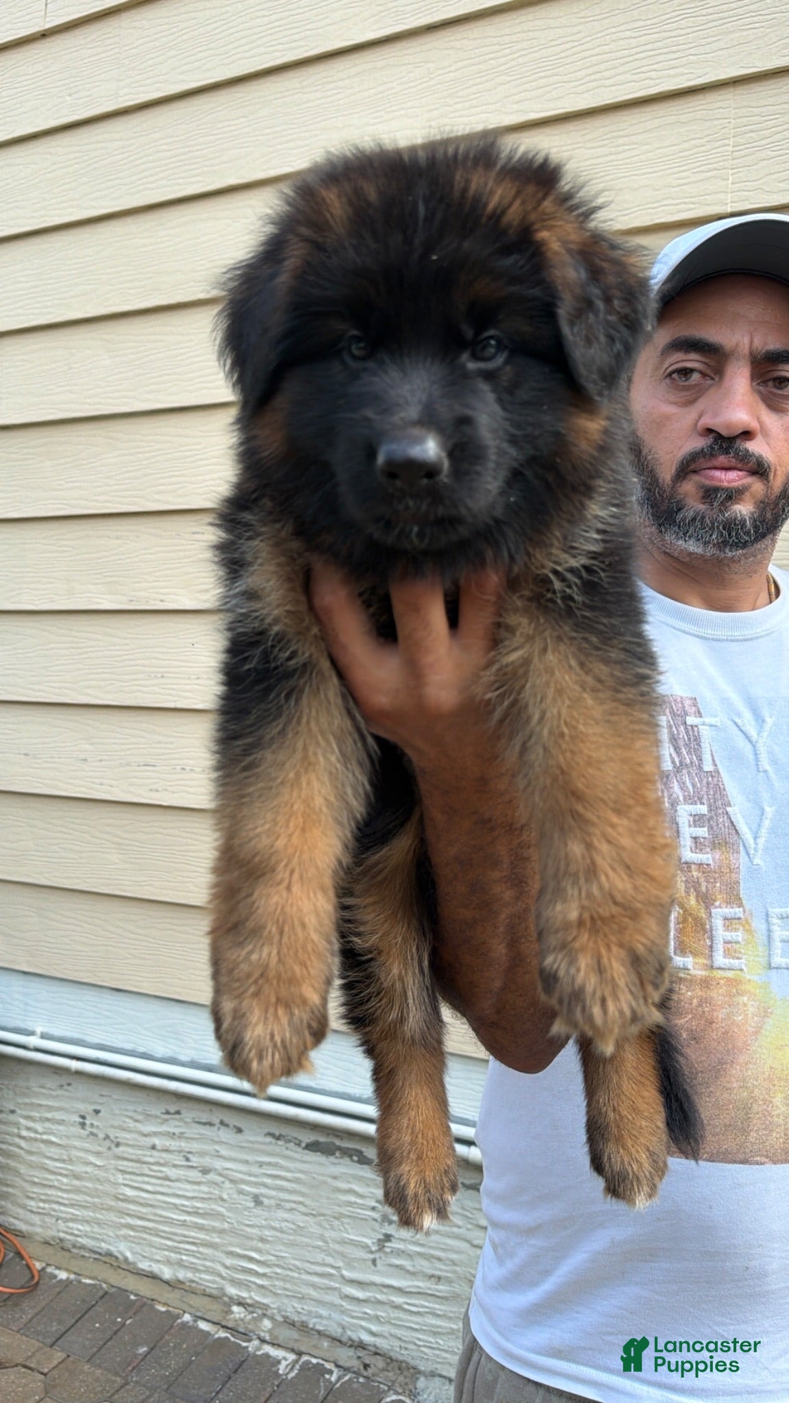 German Shepherd dogs German Shepherd 3 - Ad 23