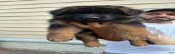 German Shepherd dogs for sale: German Shepherd 3 - Ad 1