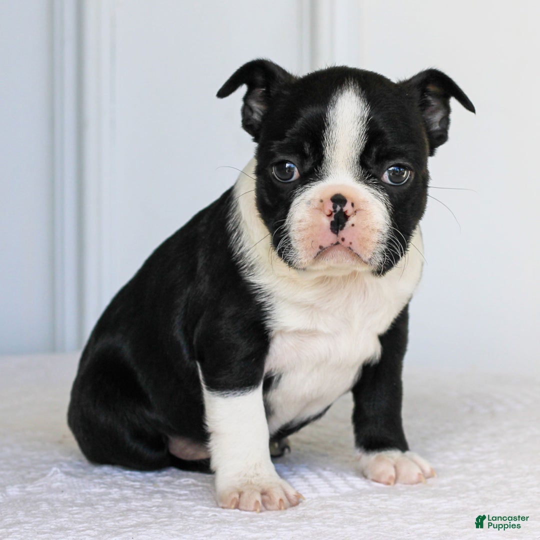 Boston Terrier dogs for sale: Ellie  - Ad 2