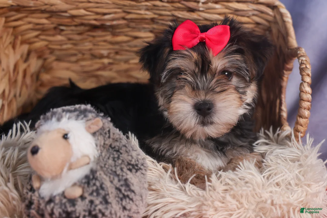Morkie dogs for sale: Nova - Ad 10