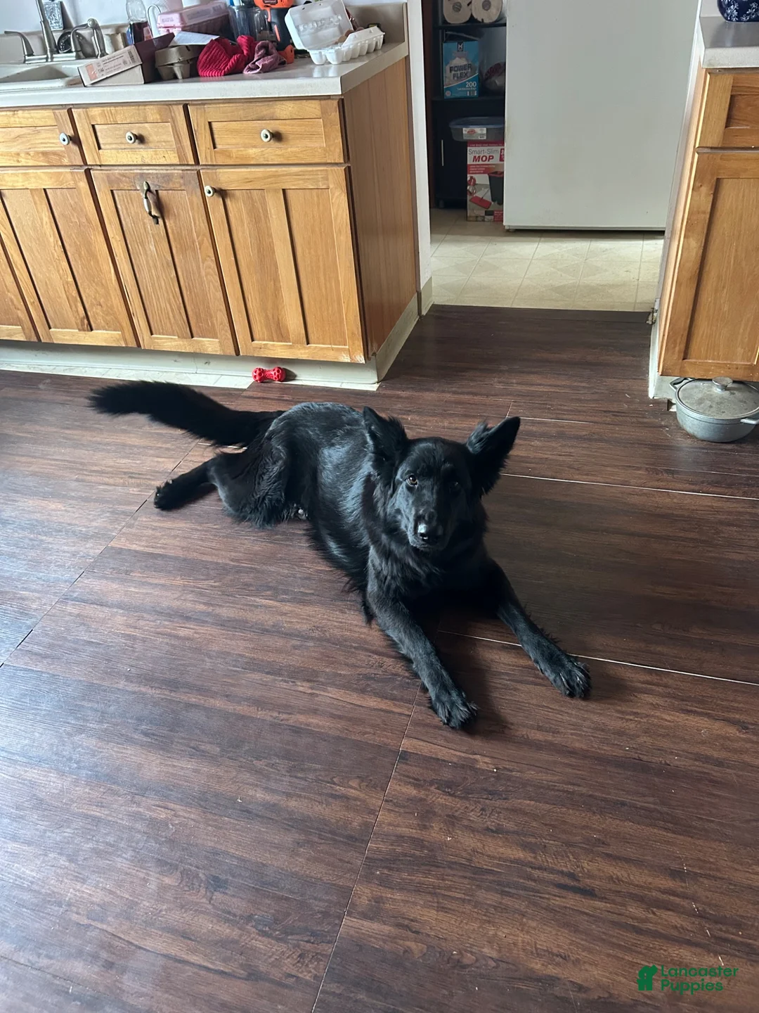 German Shepherd dogs for sale: Red collar  - Ad 2
