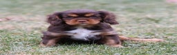 Cavalier King Charles Spaniel dogs for sale: Butterfinger - Ad 5