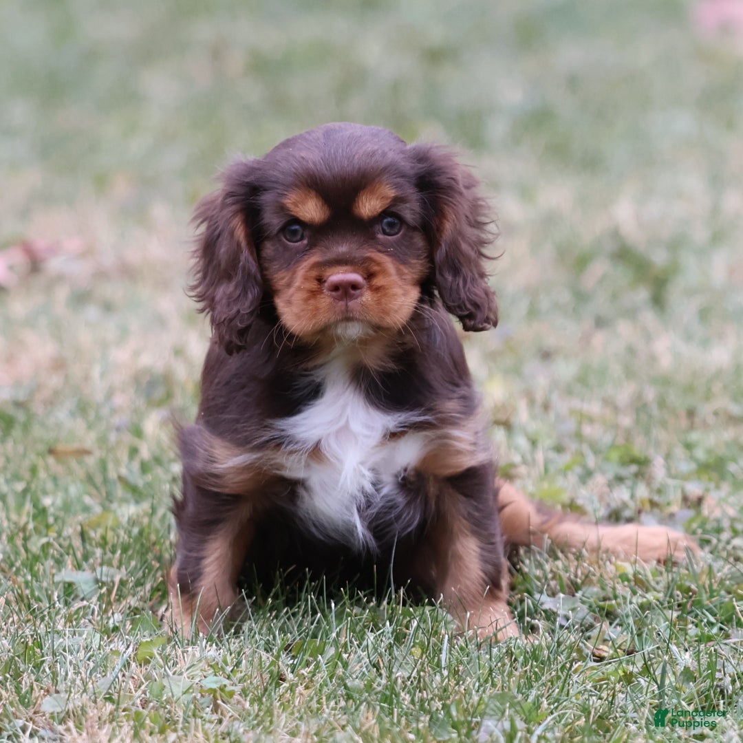 Cavalier King Charles Spaniel dogs for sale: Butterfinger - Ad 5