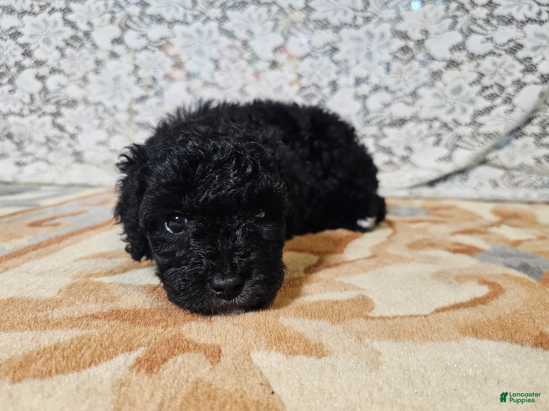 Mini Goldendoodle dogs for sale: Cole - Ad 1