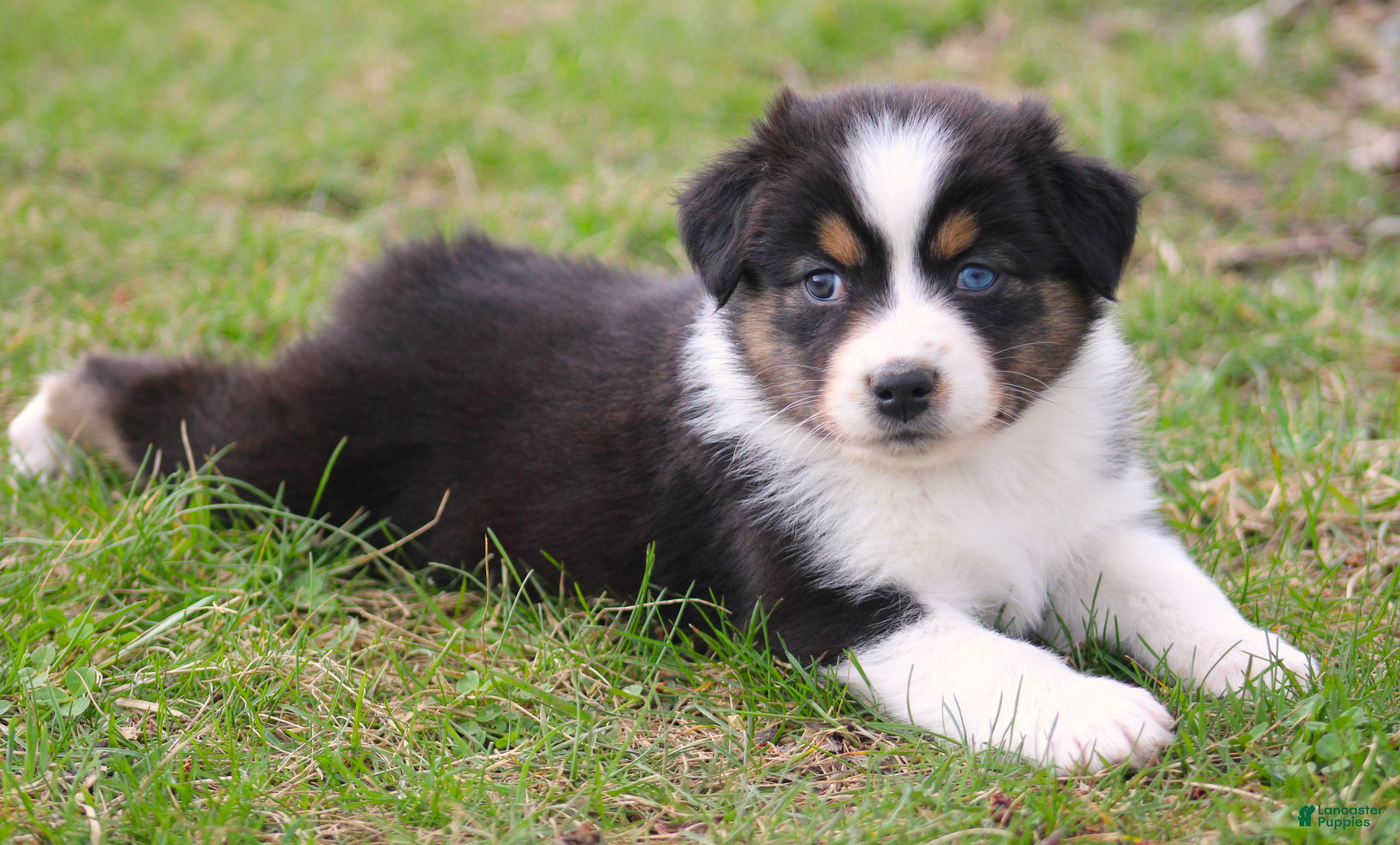 Australian Shepherd dogs Twig - Ad 1