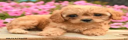 Cavapoo dogs for sale: Coco  - Ad 3