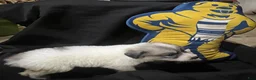 Great Pyrenees dogs for sale: Daisy - Ad 3