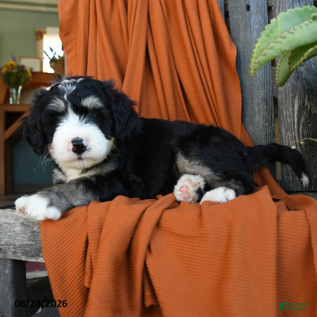 Bernedoodle dogs for sale: Quartz - Ad 2