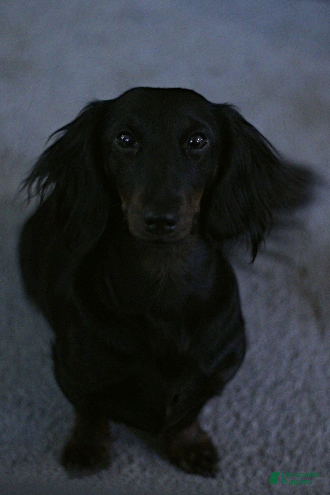 Miniature Dachshund dogs for sale: Bagel - Ad 5