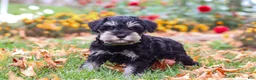 Miniature Schnauzer dogs for sale: Rowan - Ad 4
