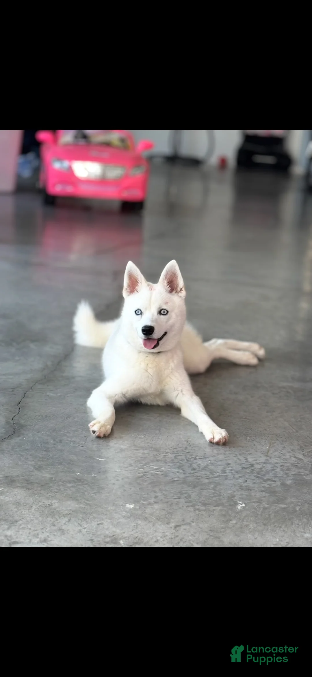 Alaskan Klee Kai dogs for sale: Alaskan Klee Kai 1 - Ad 5