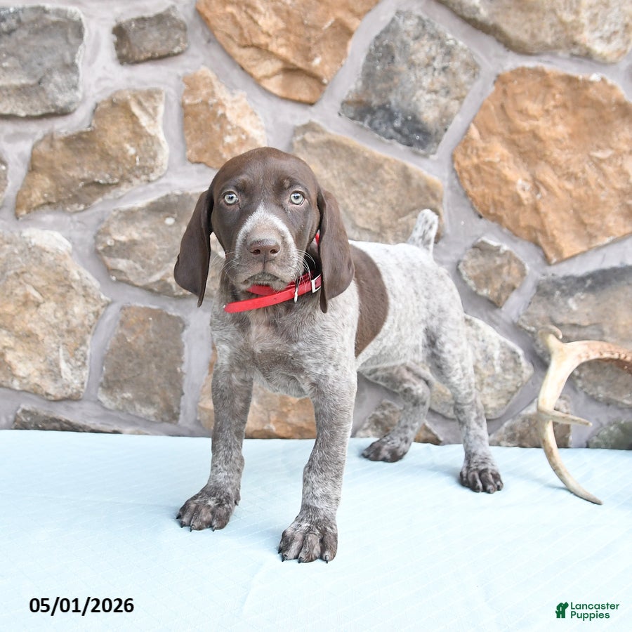 German Shorthaired Pointer dogs Faith - Ad 1