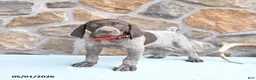 German Shorthaired Pointer dogs for sale: Faith - Ad 1