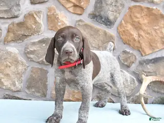 German Shorthaired Pointer dogs for sale: Faith - Ad 2