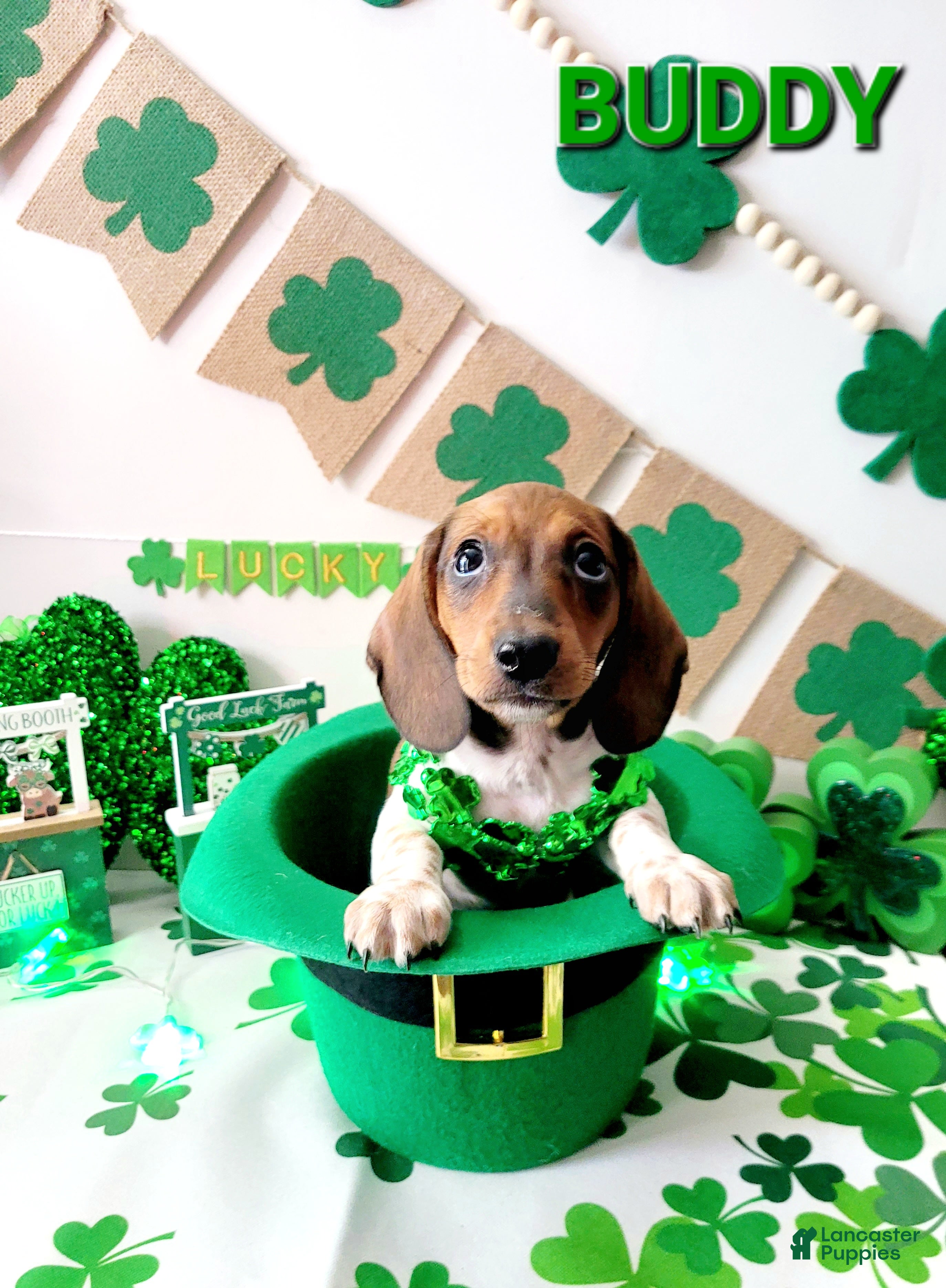 Miniature Dachshund dogs Buddy Miniature Dachshund Puppy 3 - Ad 2