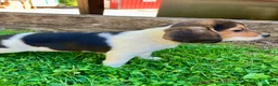 Beagle dogs for sale: Bambi - Ad 11