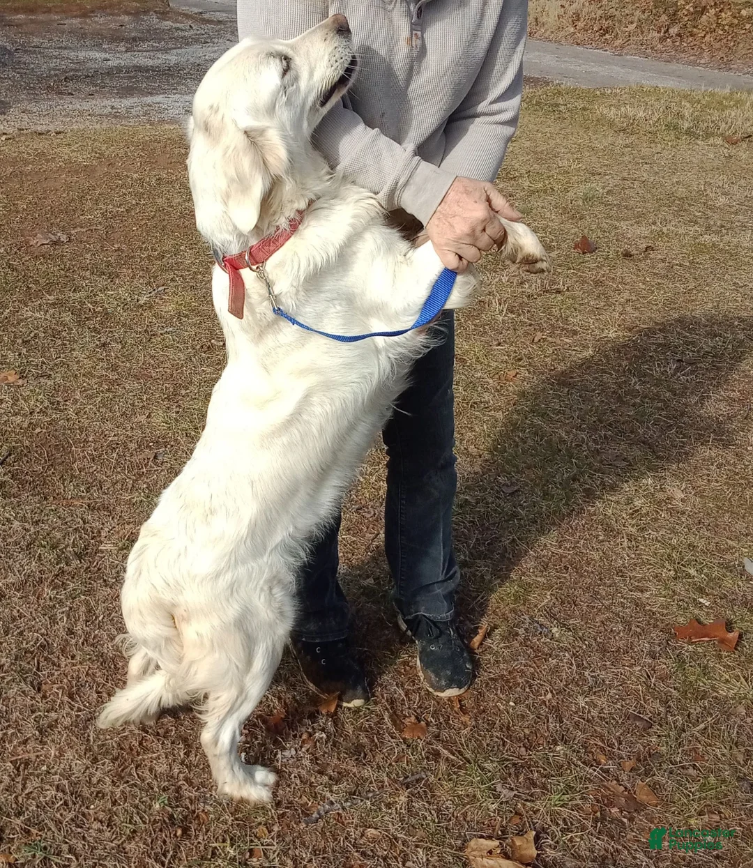 Golden Retriever dogs for sale: Nina - Ad 3