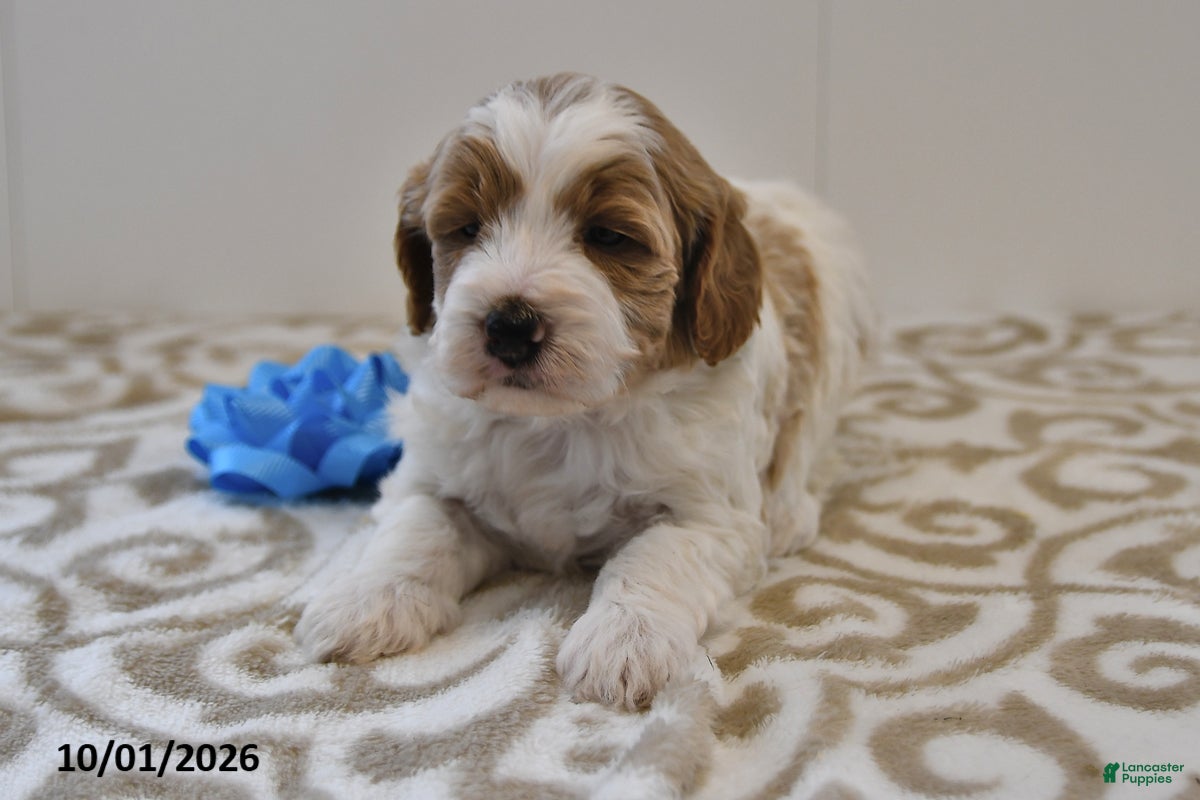 Mini Goldendoodle dogs Bo  - Ad 1