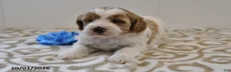 Mini Goldendoodle dogs for sale: Bo  - Ad 6