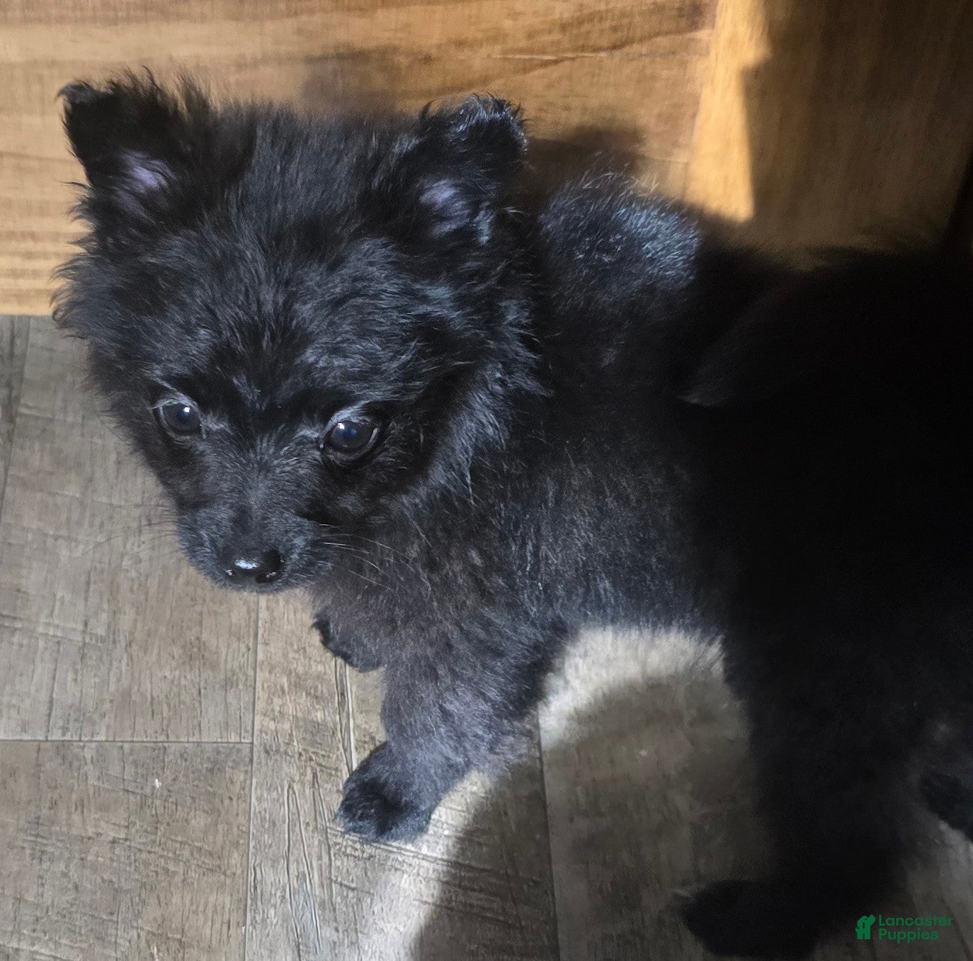 Pomapoo dogs Pomapoo Puppy 4 - Ad 2