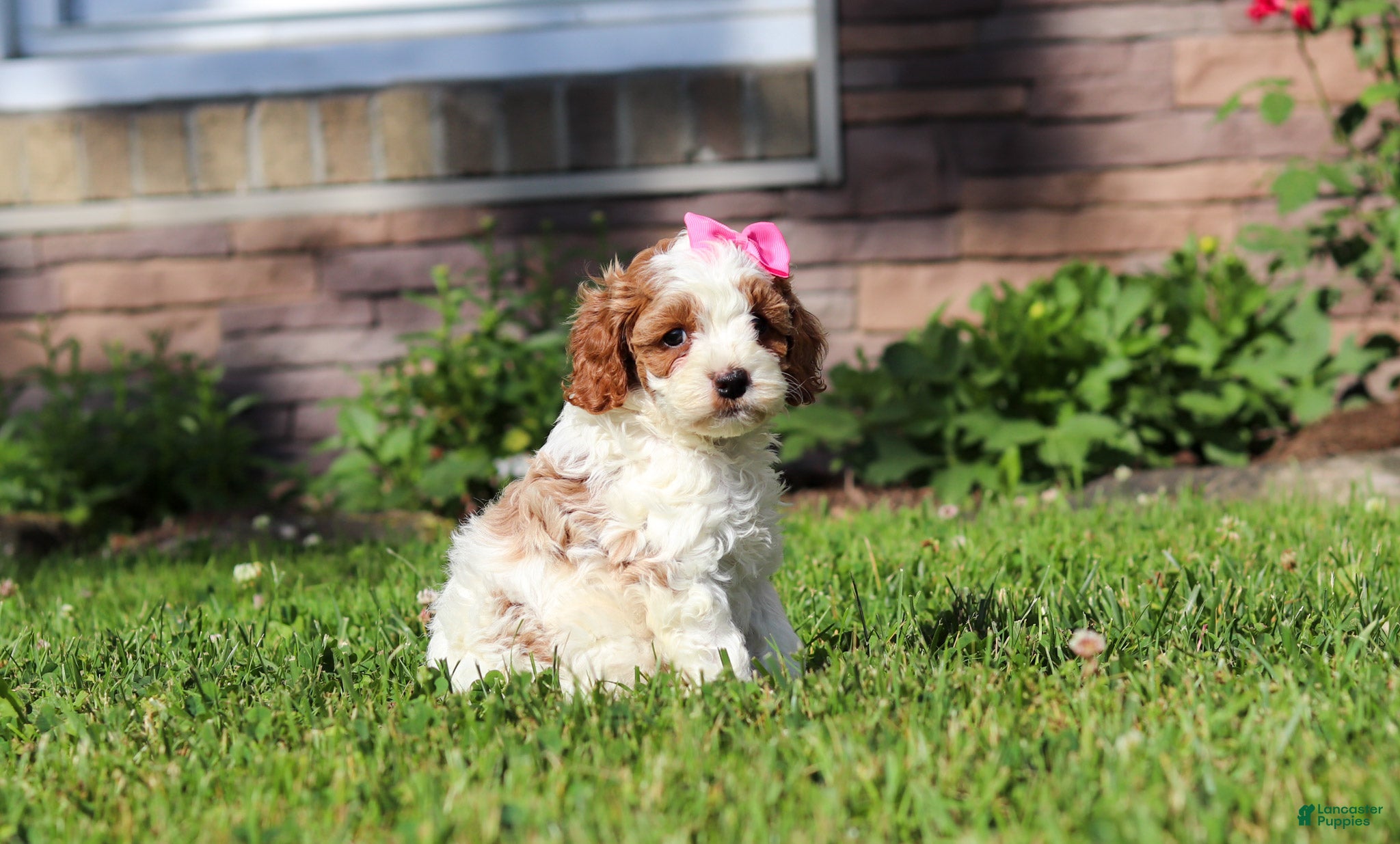 Cockapoo dogs Ava - Ad 2