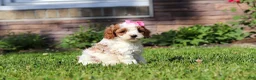 Cockapoo dogs for sale: Ava - Ad 2