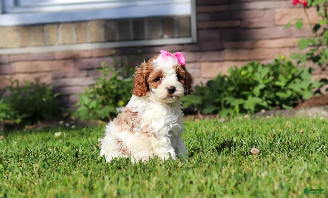 Cockapoo dogs for sale: Ava - Ad 2